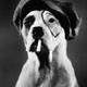 Illustration for article titled Even In The 1900s, Humans Were Obsessed With Photos Of Dogs In Clothes